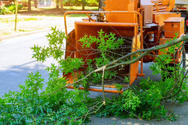 How Our Tree Care Process Works  in  South Brooksville, FL